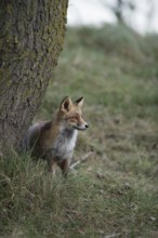 Hidden behind a tree... Red fox (Vulpes vulpes) attentively observes what is happening around it,