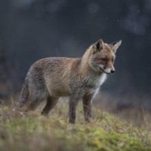 Red fox (Vulpes vulpes), adult fox in beautiful winter coat, hunting on a rainy day in a clearing