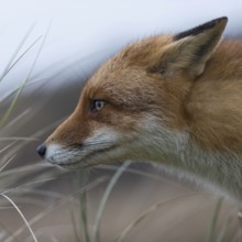 Red fox (Vulpes vulpes), adult, close-up, head portrait, suspiciously observing, focussed, ears