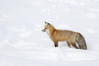 A beautiful animal... Red fox (Vulpes vulpes), fox, Eastern American Red Fox in winter, standing in