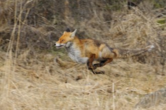 Fleeing... Red fox (Vulpes vulpes) in fast run, dynamic shot showing the fast movement of the