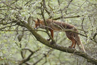 Climbing fox... Red fox (Vulpes vulpes) climbing into a tree, foxes are very adaptable animals and