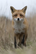 Red fox (Vulpes vulpes) walking on a fox pass through high, dry reed grass, low perspective, mouse