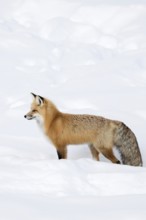 A beautiful animal... Red fox (Vulpes vulpes), fox, Eastern American Red Fox in winter in high