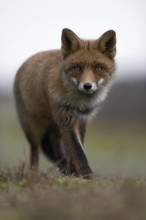 Red fox (Vulpes vulpes) in beautiful dense and long-haired winter fur, detailed, frontal full-body