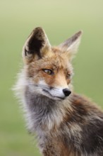 Portrait, close-up of a sitting fox... Red fox (Vulpes vulpes) looking back over his shoulder,