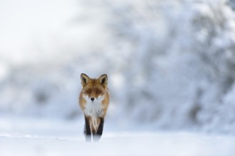 Eye contact... Red fox (Vulpes vulpes) runs through a snow-covered landscape along the edge of the