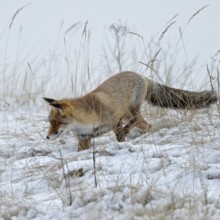 On the hunt for mice... Red fox (Vulpes vulpes) in winter, adult, looking for mice in the snow,