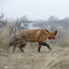 Red fox (Vulpes vulpes) in winter, sly look, sneaking through dry grass over a hill in snowfall, is