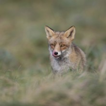 Appetite... Red fox (Vulpes vulpes), fox, predator sitting in a meadow licking its snout,