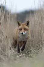 On the move... Red fox (Vulpes vulpes), fox running along a fox trail through reeds, frontal view,