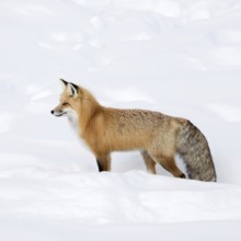 A beautiful animal... Red fox (Vulpes vulpes), fox, Eastern American Red Fox in winter, standing in