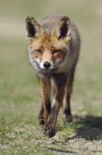 Big ears... Red fox (Vulpes vulpes) runs head-on towards the camera, the large ears are striking,