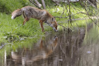 In early summer... Red fox (Vulpes vulpes) drinking from a body of water, satisfying its need for