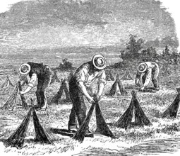 Textile industry, spinning mill, drying flax in the field, around 1880, digitally improved