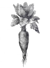 Sugar beet, Beta vulgaris subsp. vulgaris, agricultural crop, digitally improved reproduction of an
