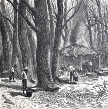 Extraction of the sap from the sugar palm or date palm, around 1880, Bengal, India, digitally