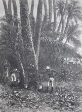 Extraction of maple sap for maple sugar and maple syrup, around 1880, Canada, digitally improved