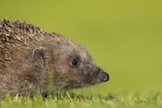 European hedgehog (Erinaceus europaeus) adult animal on a garden grass lawn, England, United
