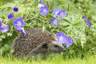 European hedgehog (Erinaceus europaeus) adult animal in a garden under a flowering geranium plant