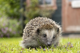 European hedgehog (Erinaceus europaeus) adult animal on a garden grass lawn with a shed in the
