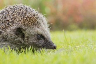 European hedgehog (Erinaceus europaeus) adult animal on a garden grass lawn in summer, England,