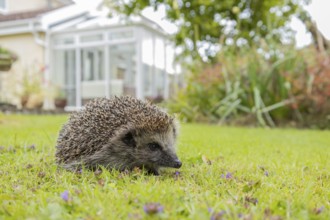 European hedgehog (Erinaceus europaeus) adult animal on a garden grass lawn with a house in the