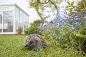 European hedgehog (Erinaceus europaeus) adult animal on a garden grass lawn with a house