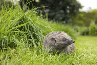 European hedgehog (Erinaceus europaeus) adult animal on a garden grass lawn next to a patch of long