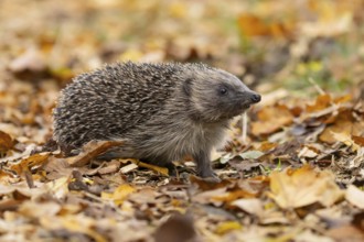 European hedgehog (Erinaceus europaeus) adult animal on fallen autumn leaves, England, United