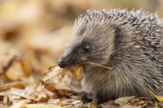 European hedgehog (Erinaceus europaeus) adult animal on fallen autumn leaves with a leaf in its