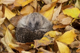 European hedgehog (Erinaceus europaeus) adult animal resting on fallen autumn leaves during