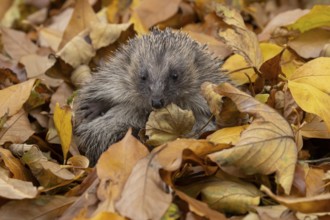 European hedgehog (Erinaceus europaeus) adult animal amongst fallen autumn leaves during
