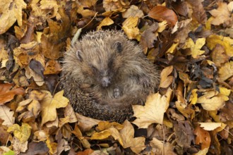 European hedgehog (Erinaceus europaeus) adult animal on fallen autumn leaves during hibernation,