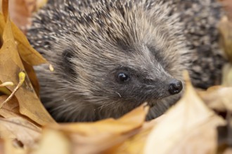 European hedgehog (Erinaceus europaeus) adult animal amongst fallen autumn leaves, England, United