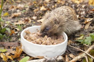 European hedgehog (Erinaceus europaeus) adult animal feeding on wet dog food in a bowl in a garden
