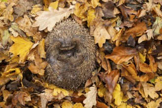 European hedgehog (Erinaceus europaeus) adult animal sleeping on fallen autumn leaves during