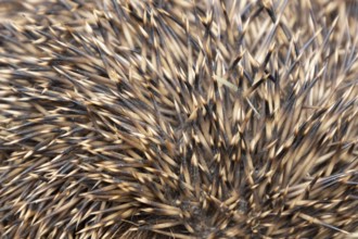 European hedgehog (Erinaceus europaeus) adult animal close up of its spines on its body, England,