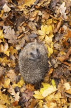 European hedgehog (Erinaceus europaeus) adult animal on fallen autumn leaves during hibernation,