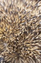 European hedgehog (Erinaceus europaeus) adult animal close up of its spines on its body, England,