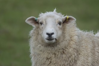 Domestic sheep (Ovis aries) adult ewe farm animal standing in a grass field, England, United