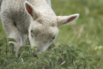 Domestic sheep (Ovis aries) juvenile baby lamb farm animal feeding on grass amongst stinging