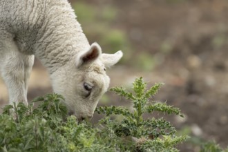 Domestic sheep (Ovis aries) juvenile baby lamb farm animal feeding on grass amongst stinging