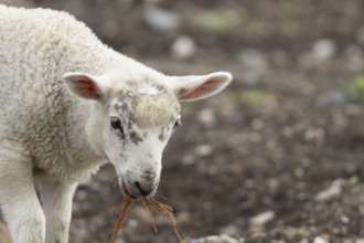 Domestic sheep (Ovis aries) juvenile baby lamb farm animal with a piece of rope in its mouth,