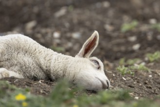 Domestic sheep (Ovis aries) juvenile baby lamb farm animal laying its head on the ground, England,
