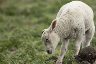 Domestic sheep (Ovis aries) juvenile baby lamb farm animal in a field, England, United Kingdom