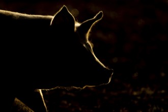 Domestic pig (Sus domesticus) adult farm animal head portrait backlit, England, United Kingdom