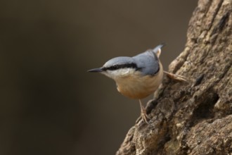 European nuthatch (Sitta europaea) adult bird on a tree stump, England, United Kingdom