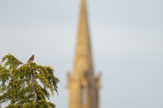 Song thrush (Turdus philomelos) adult bird on a fir tree with a church spire in the background,