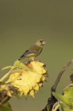European greenfinch (Chloris chloris) adult female garden bird on a sunflower seedhead in autumn,